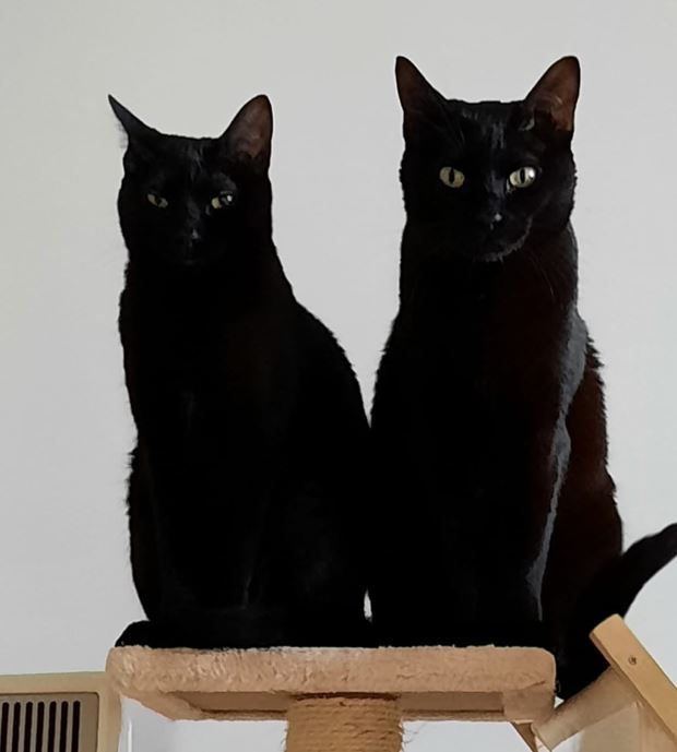 Isabel’s black cats: Berlioz & Julieta