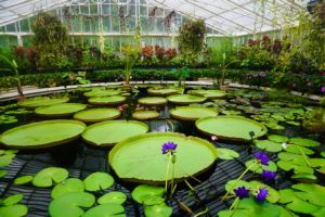 Visit Kew Gardens during ICE London